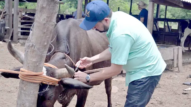 Vacunación de ganado en Conchagua