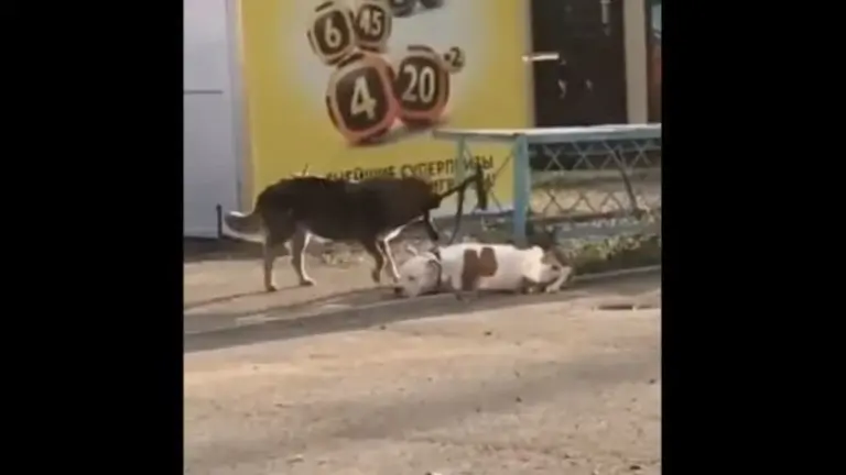 Perro soltando