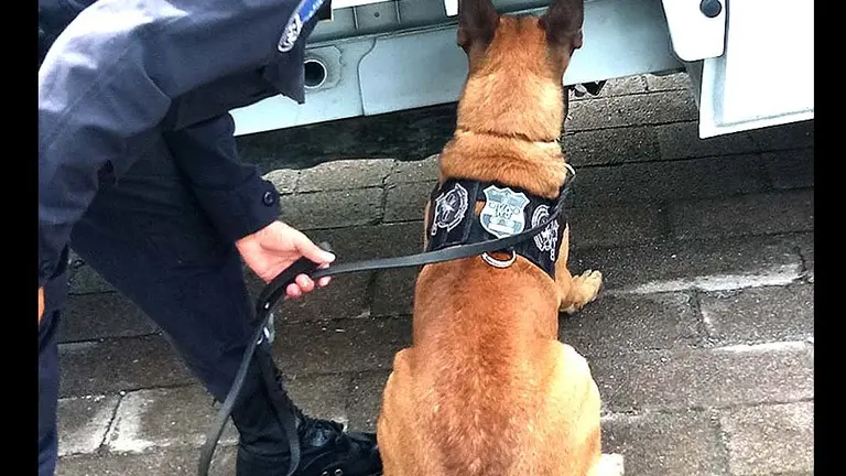 Unidad Canina de la Policía 6
