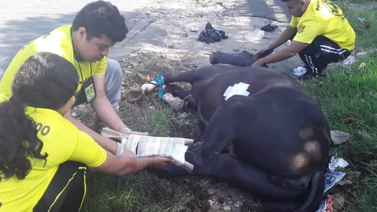 Caballo atropellado