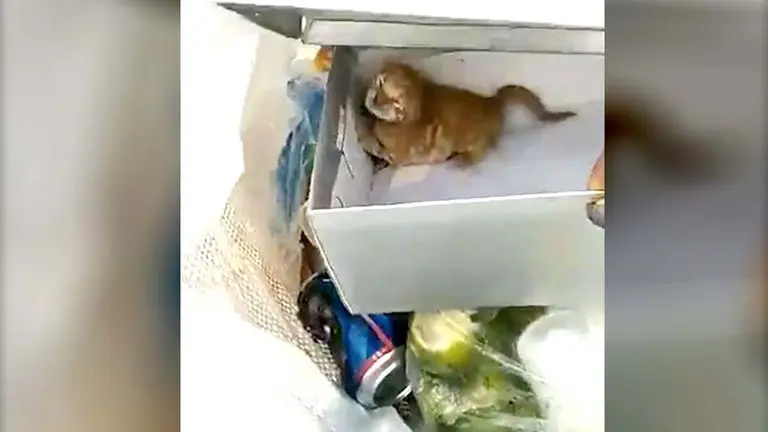 Gatos abandonados