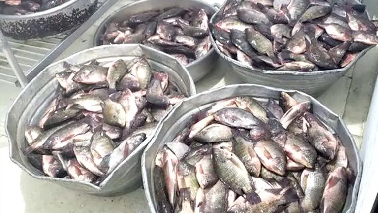 Tilapia 5