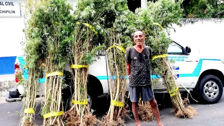 Detenido por tener plnatación de marihuana en Santa Ana