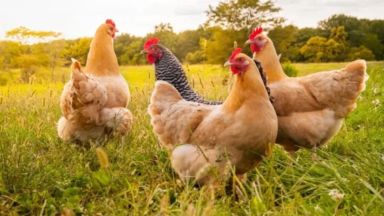Gallinas