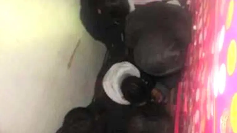 Salvadoreños migrantes detenidos en Texas 3