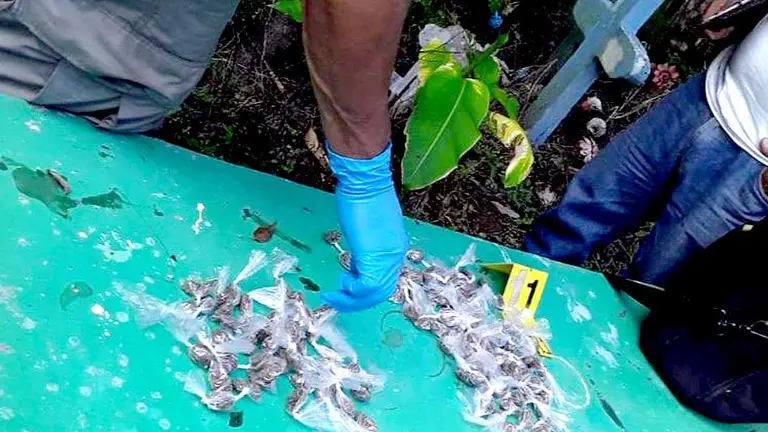 Decomiso de marihuana en cementerio de Cuscatlán OK