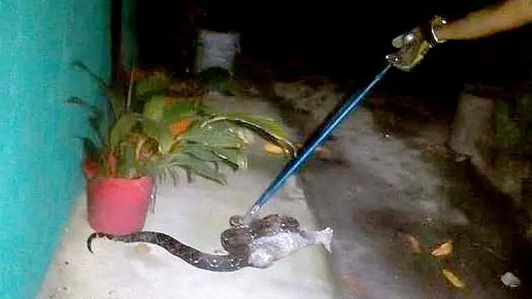 Culebra 4