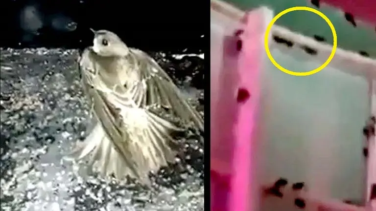 Video denuncia La Gran Vía 3