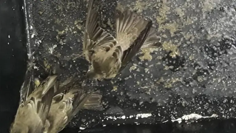 Aves en La Gran Vía