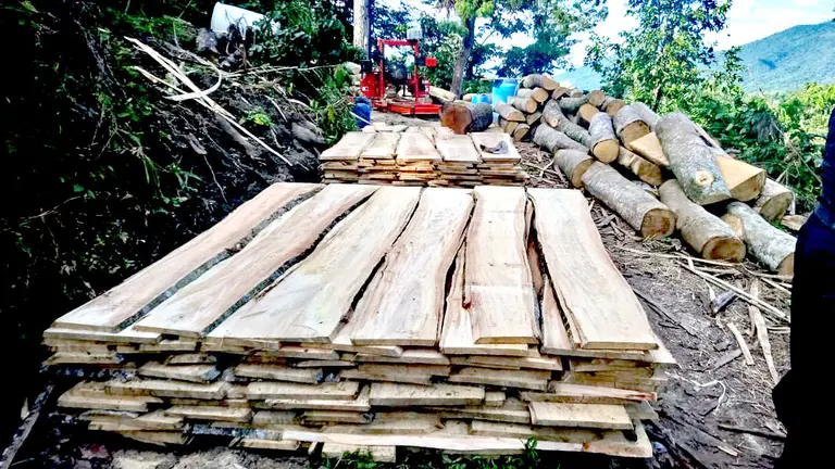 Tala de árboles en Comasagua 3