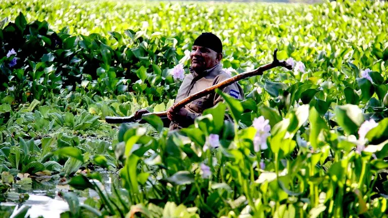 Ninfa invade el lago de Cuchitlán, Suchitoto, Cabañas 3
