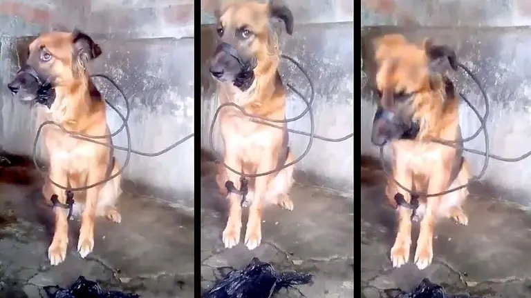 Rescatan a perra en Panchimalco 5