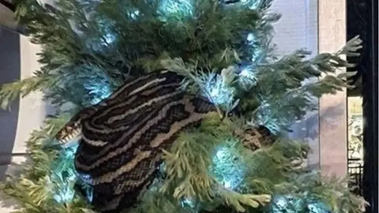 Pitón en Árbol de Navidad