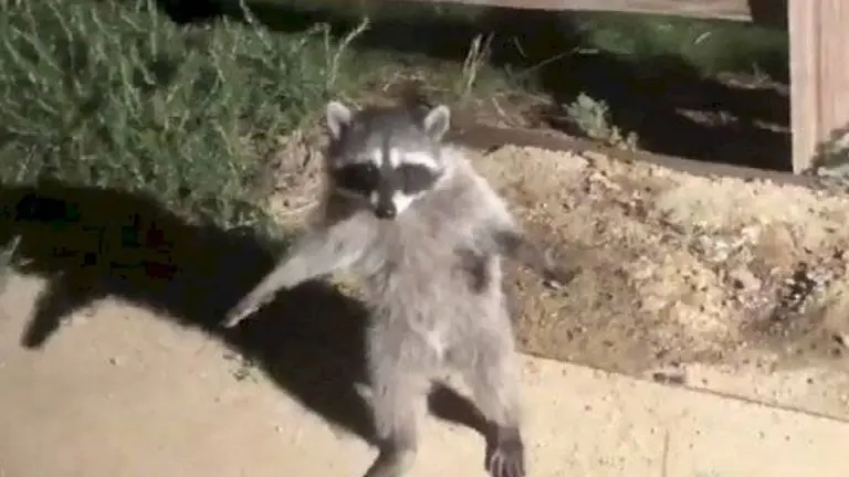 Mapaches