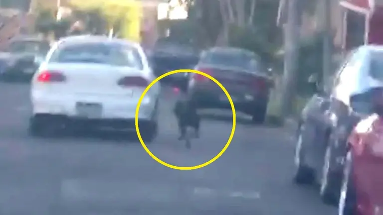 Perro abandonado en la colonia Escalón 1