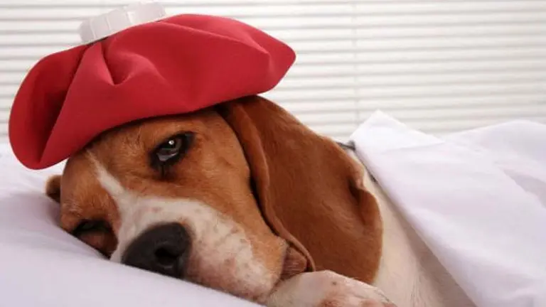 Coronavirus en perros 2