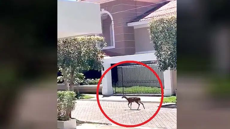 Venados en residencial Palmira 3