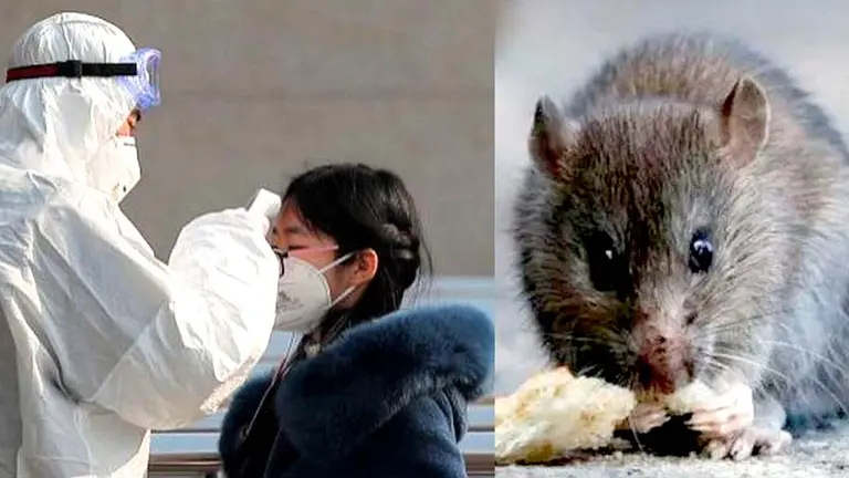 China hantavirus 2