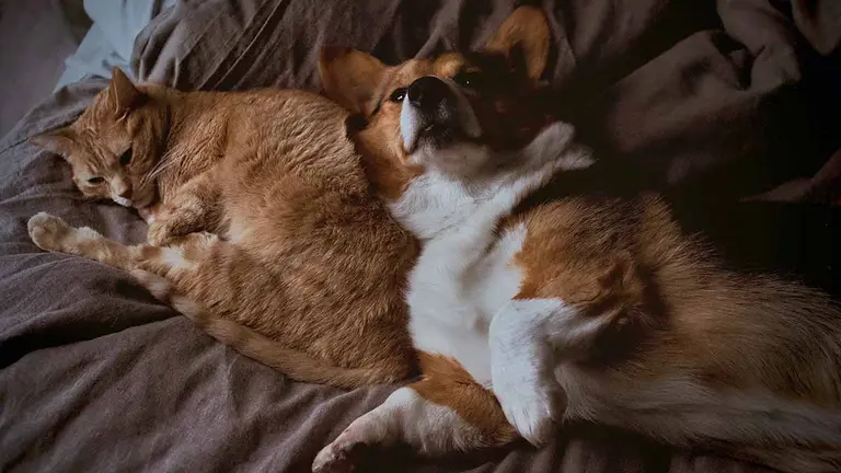 Coronavirus: ¿Tienes mascota? Sigue estos consejos durante la pandemia