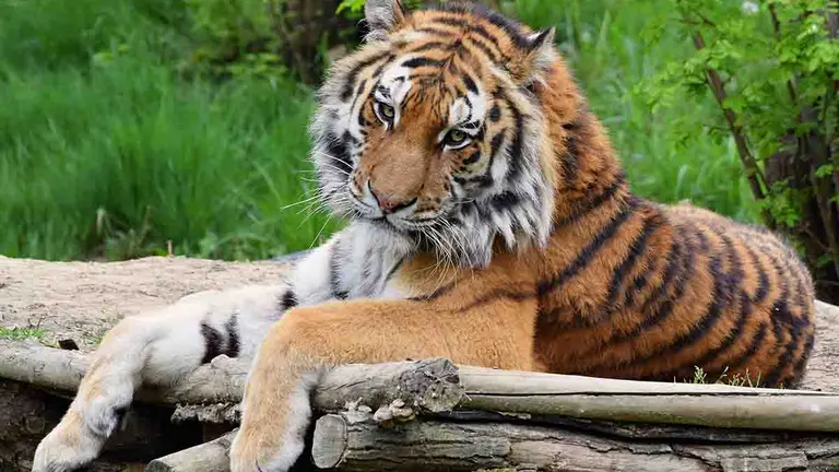 Este es el primer animal contagiado de coronavirus en Estados Unidos