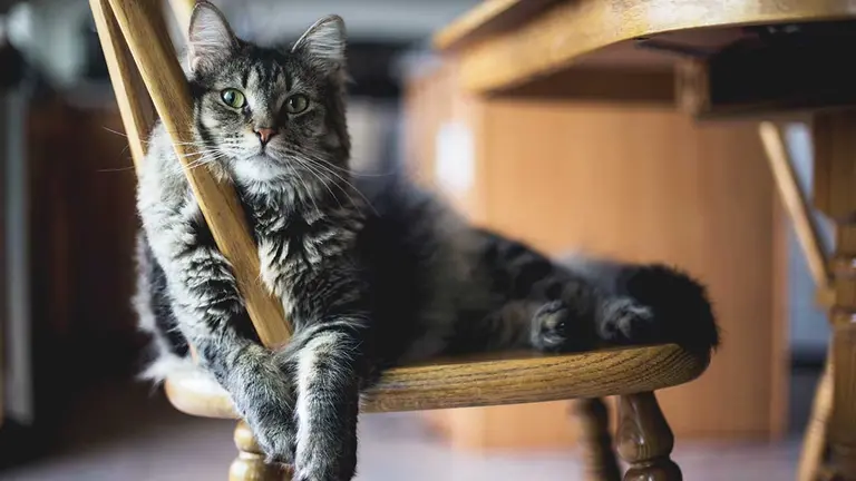 Tu gato y el coronavirus: ¿Existe riesgo de contagio?