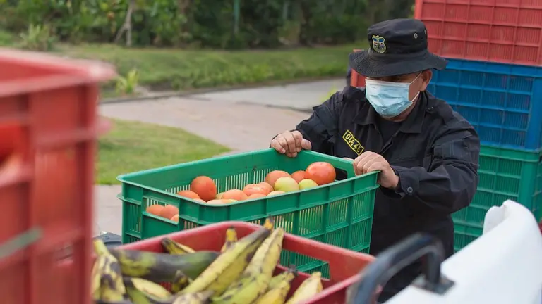 donativo alimentos verduras