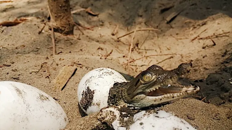 nacimiento cocodrilo