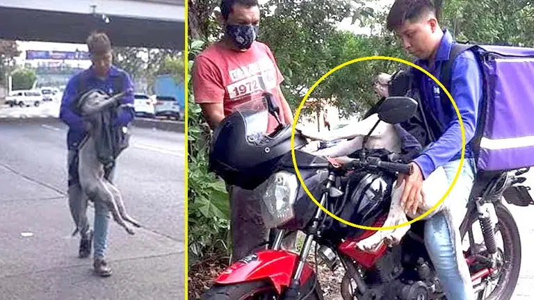 Motociclista ayuda a perro 5