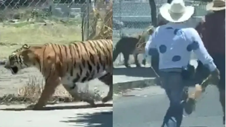 tigre_jalisco