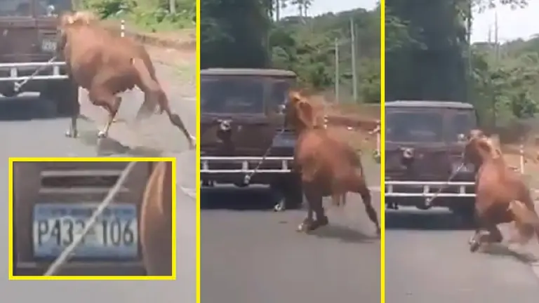 Caballo maltratado 1