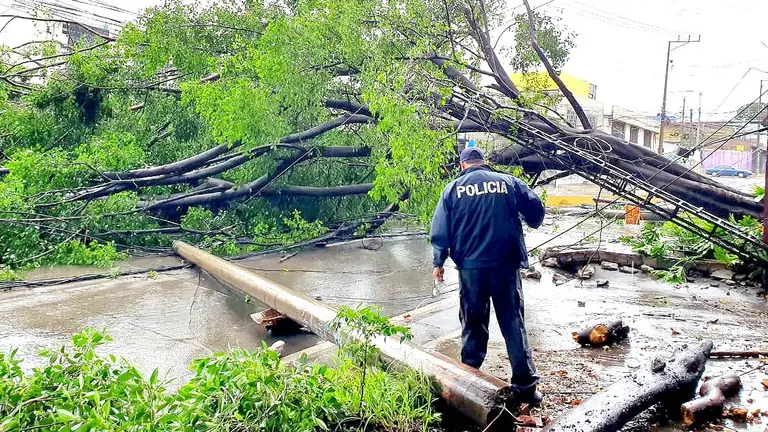 Caída de árbol en San Salvador 2