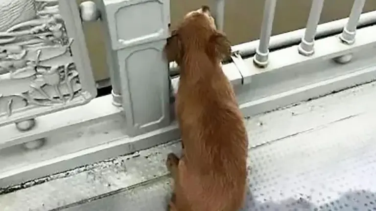 Perro espera a su dueño en puente