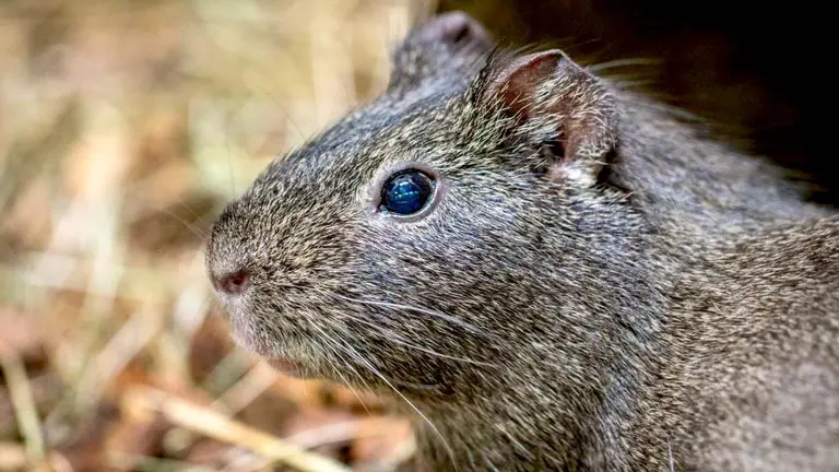 Maemota foto tomada de Pexels