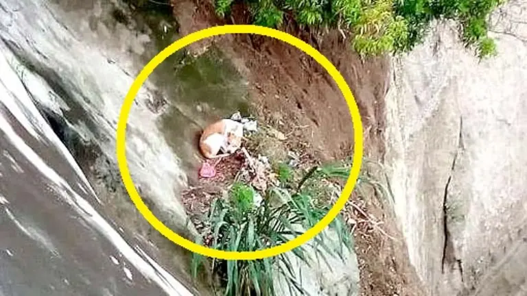 Rescatan una perra en Soyapango Foto cortesía Bomberos 2