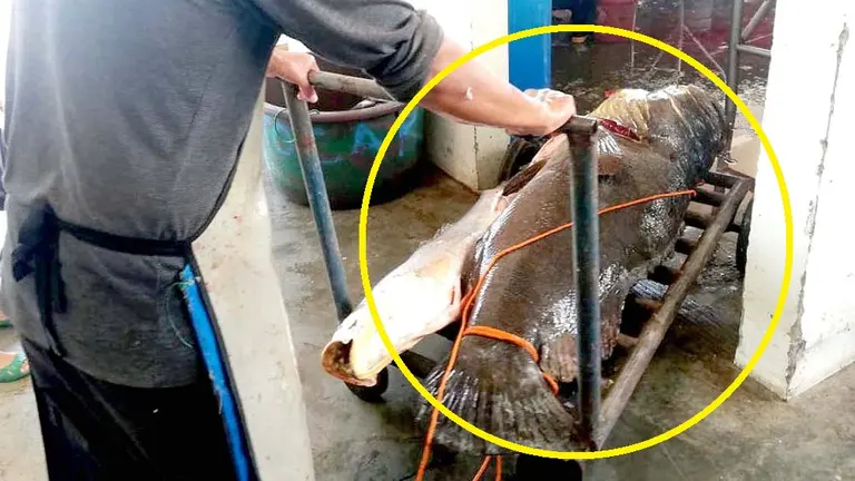 Denuncia pesca del Mero en el Puerto de La Libertad Foto tomada de Extinción El Salvador 3