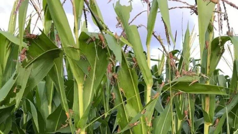 Langostas en Guatemala