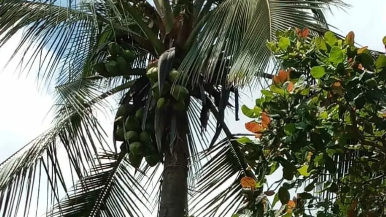 Árbol de cocos