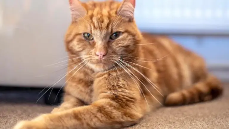 Gato Gargfield