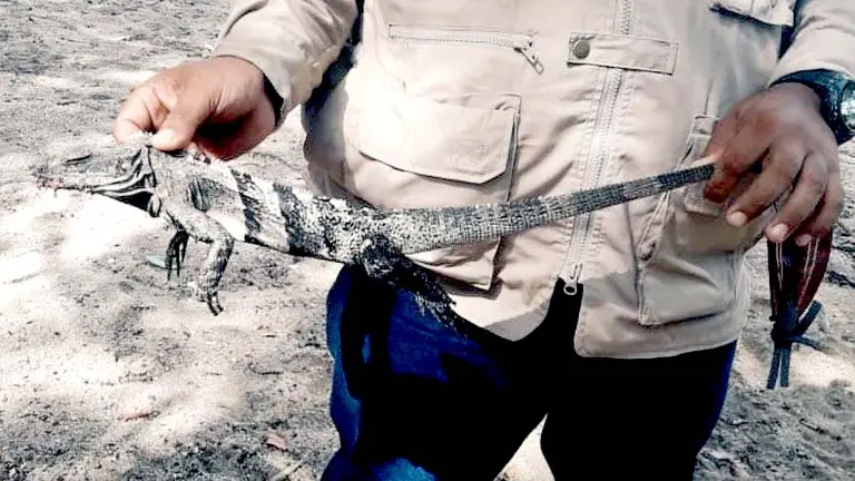 retienen a turista por matar un garrobo en Los Cóbanos Foto 3 tomada de Medio Ambiente