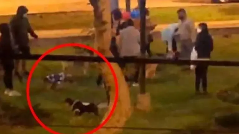 Festejan cumpleaños a perro