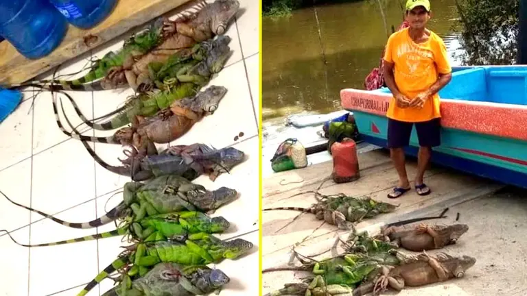 Capturado por sustraer 14 garrobos en La Unión Foto tomada de la PNC 4