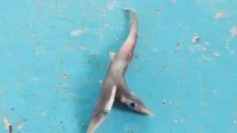 Tiburón bebé de dos cabezas