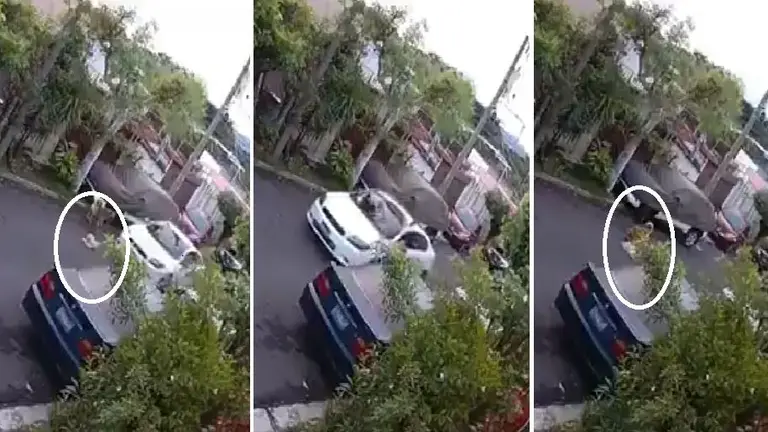 Atropellan a perro en la Escalón