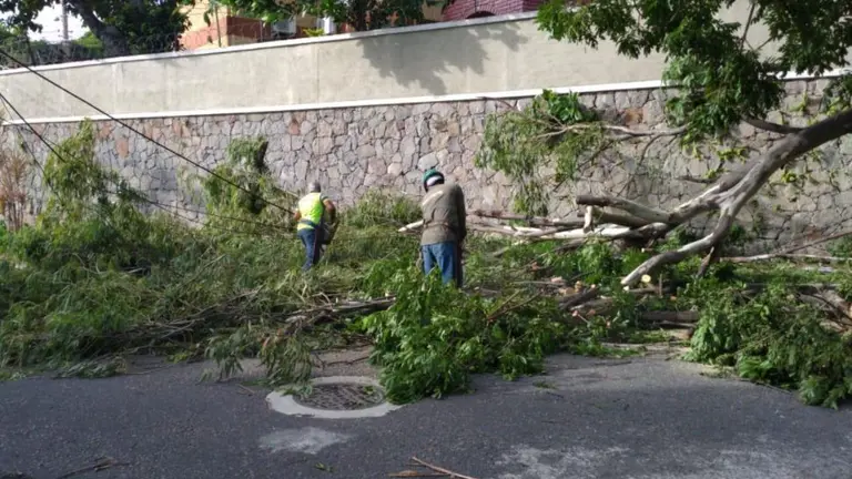 Árbol caído en la Escalón