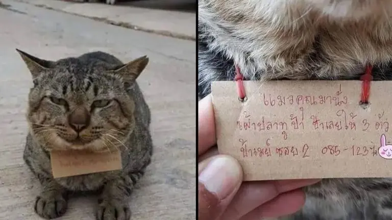 Gato con deudas