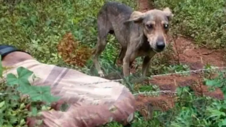 Perro custodia escena en un cantón en Morazán