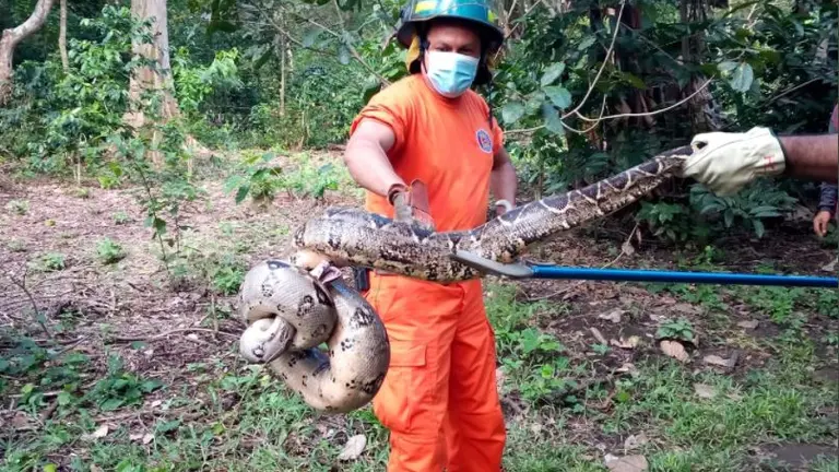 Boa de casi tres metros