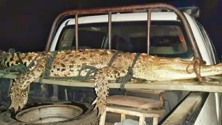 Cocodrilo en La Unión