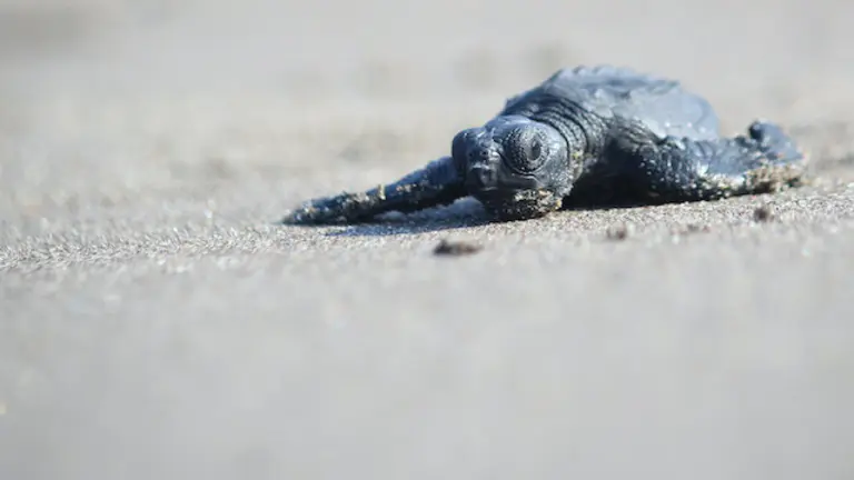 Davivienda_TortuguerosSanDiego_226