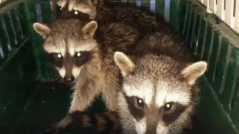 Rescatan a tres mapaches